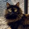 stevielovescats